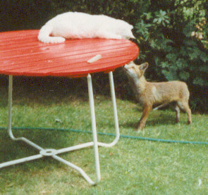 fox and cat